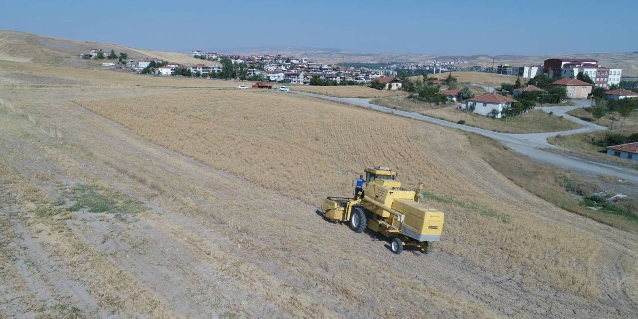 Pursaklar’da Hasat Vakti