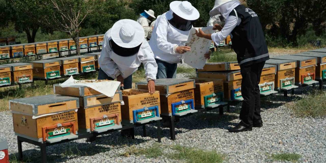 Küresel Isınma Arıcıları Alternatif Ürünlere Yöneltti