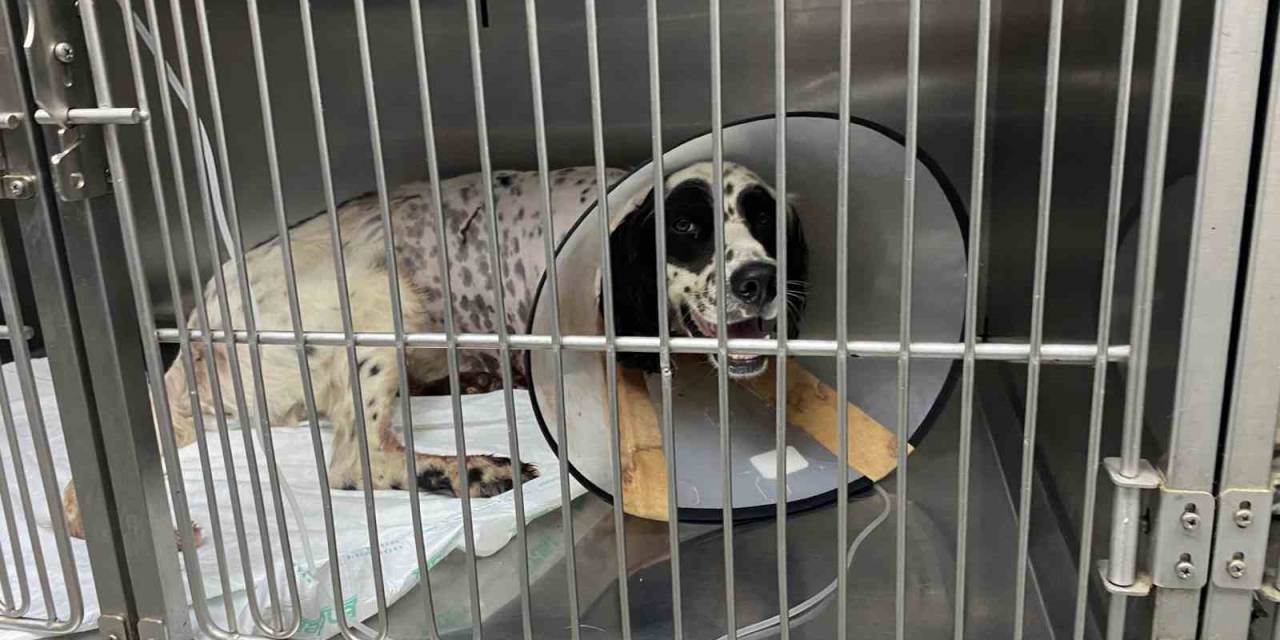 Komşusunun Av Tüfeği İle Vurduğu Köpeğinin Ayağı Ampute Edildi