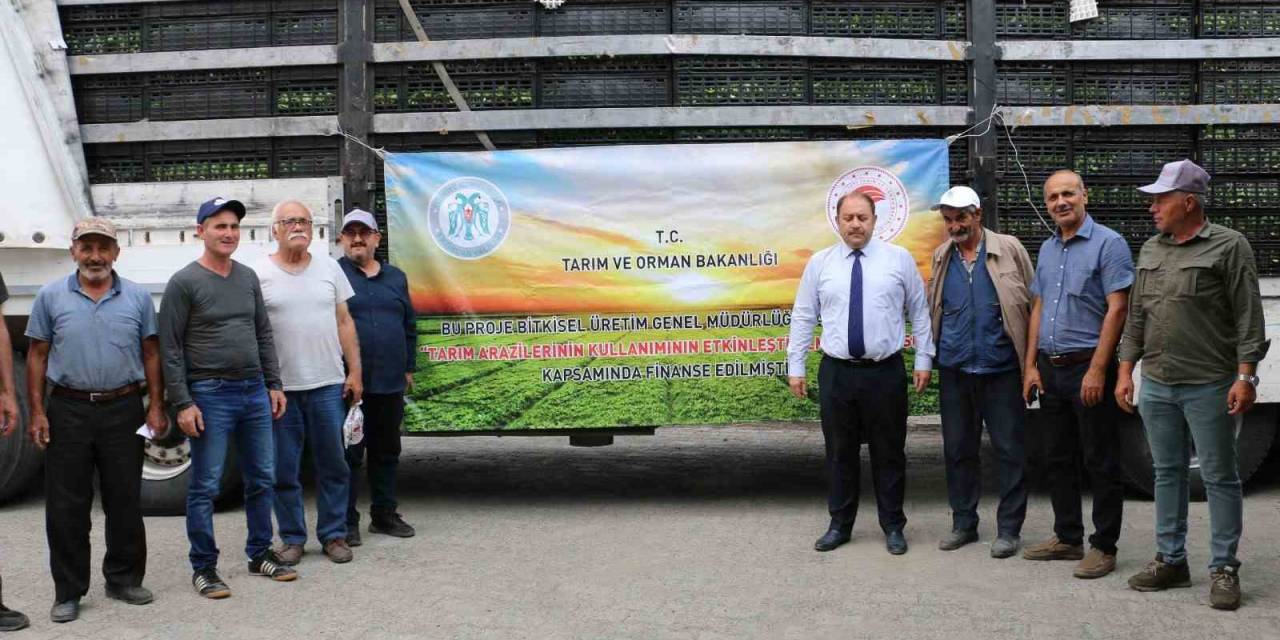 Kışlık Sebze Fideleri Toprakla Buluştu