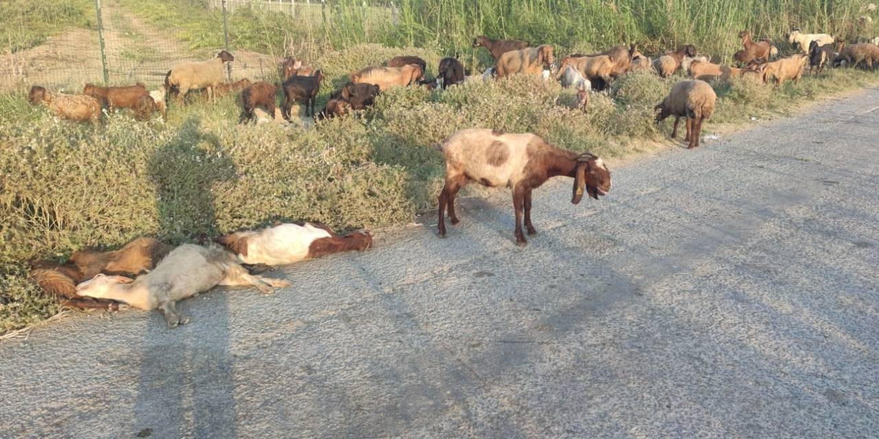 Arazide Otlayan 48 Hayvan Telef Oldu
