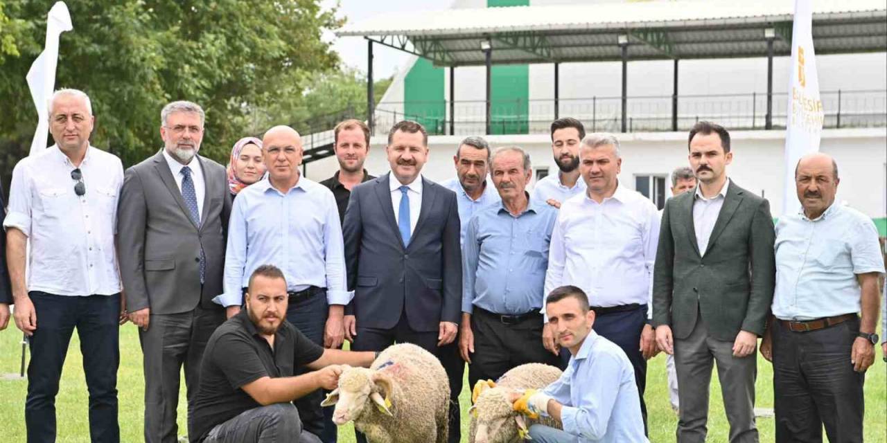 Kepsut’ta 85 Üreticiye 585  Küçükbaş Desteği