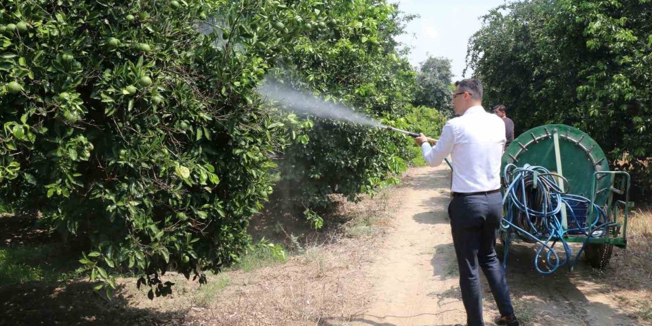 Akdeniz Meyve Sineğine Karşı Toplu Mücadele Veriliyor