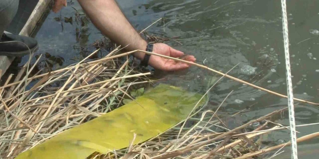 İstanbul’da Göl Ve Göletlere 1 Milyon 143 Bin Yavru Balık Bırakıldı