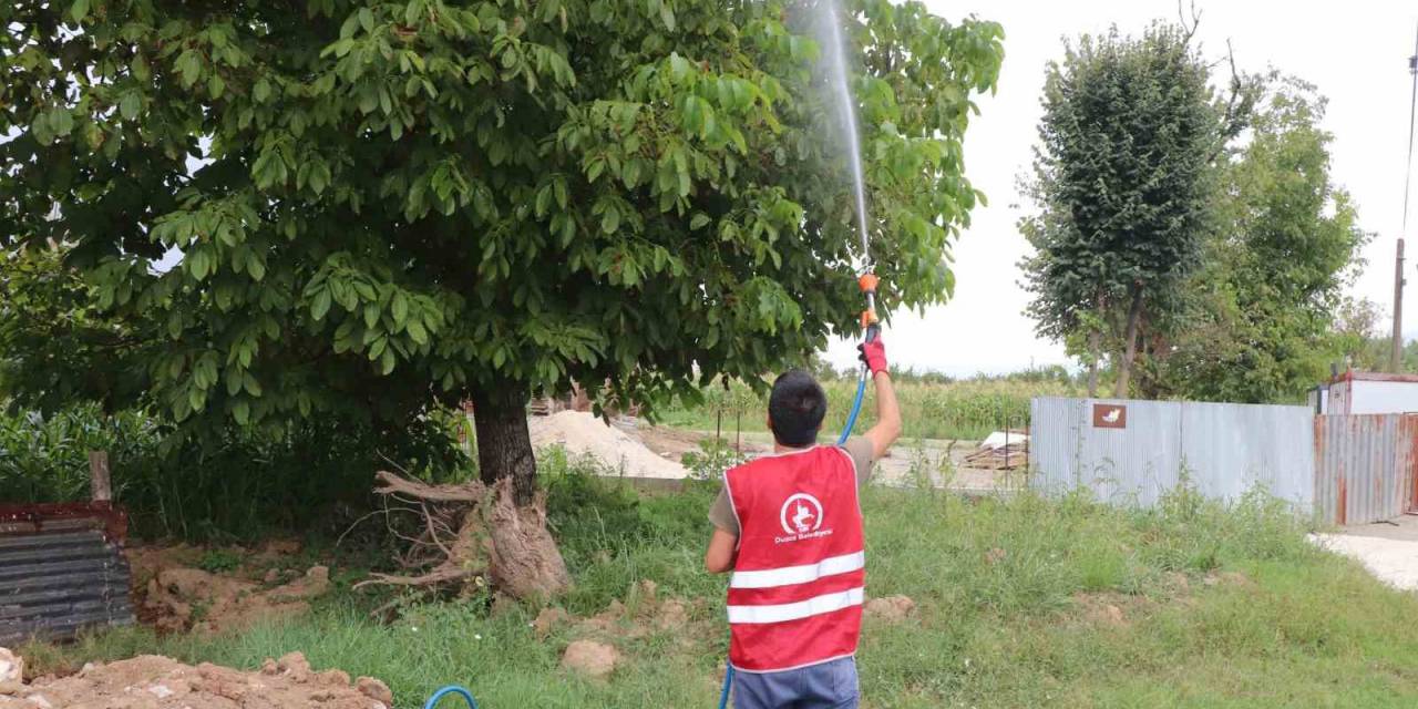 Asya Kaplanı Türüne Dikkat