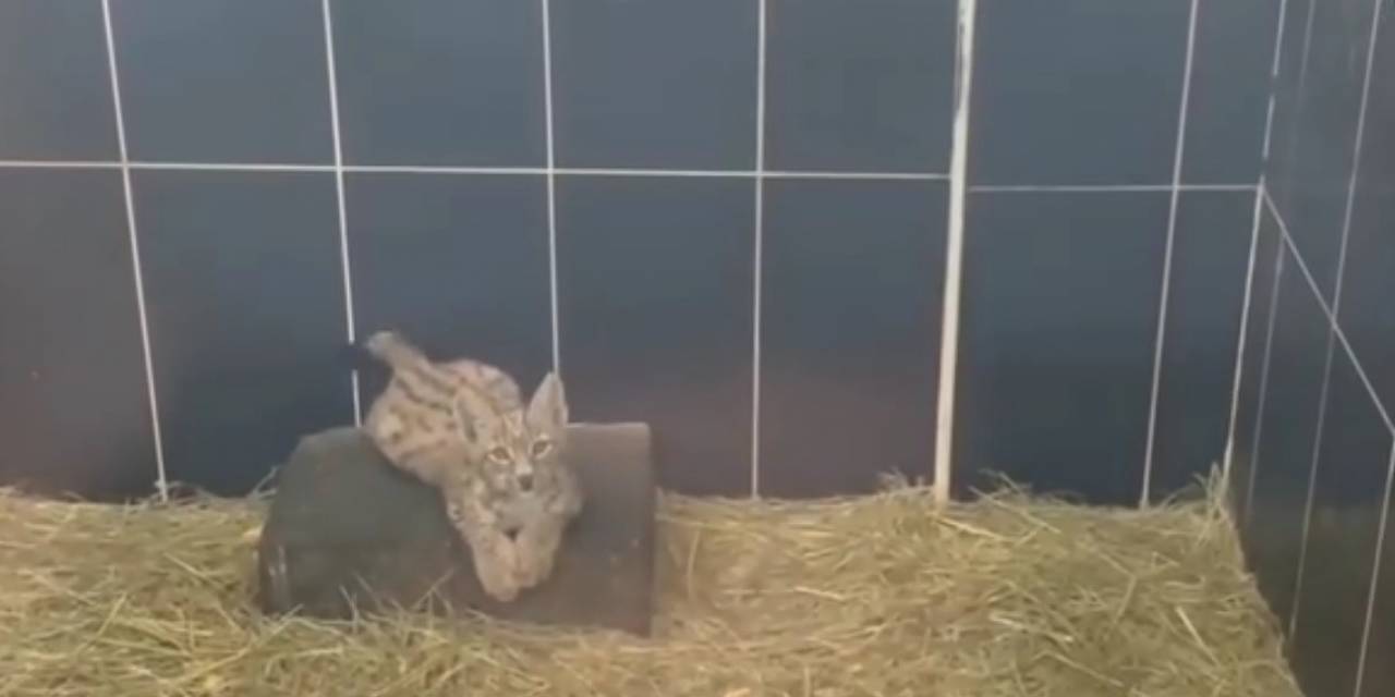 Yavru Vaşak Ani’nin Sevimli Halleri Kamerada