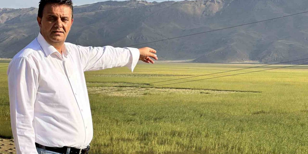 Yüksekova’da Her Sene Yakılan Nehil Sazlığı Bu Sene Yeşerdi