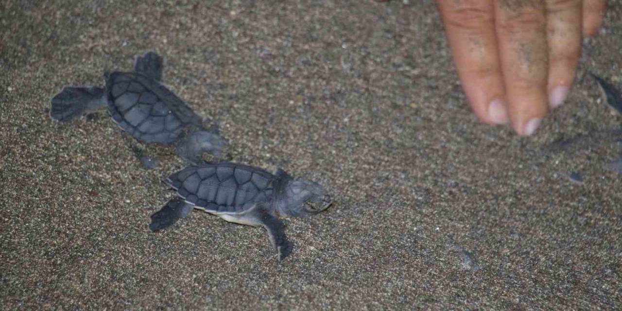 200 Bin Yavru Buradan Çıkıyor: Deniz Kaplumbağaları Akdeniz’le Buluşuyor