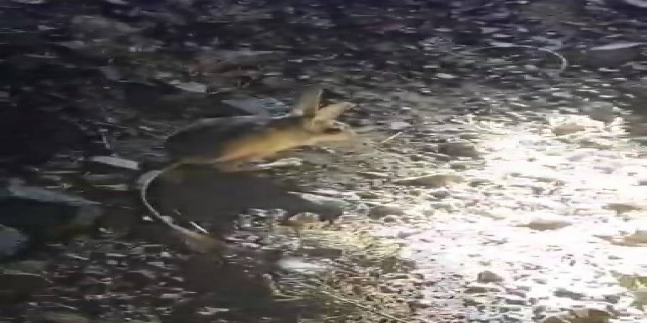 Vatandaşların ‘arap Tavşanı’ İle İmtihanı