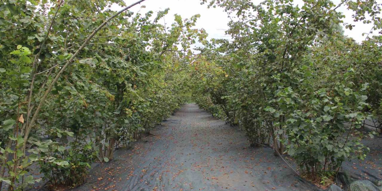 Fındık Toplamaya İnovatif Yöntem: Fındığı Balık Gibi Avlıyor