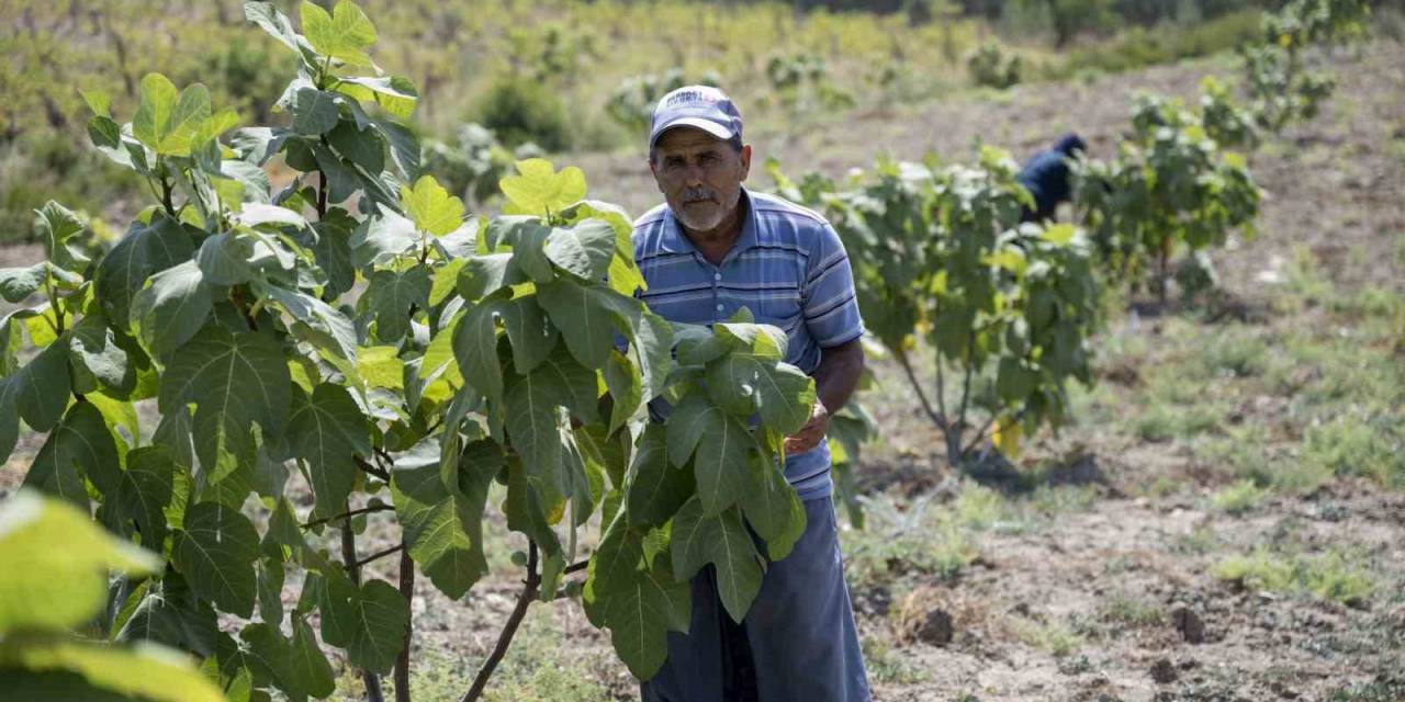 Fidan Desteğinden Yararlandı, İlk Hasadını Gerçekleştirdi