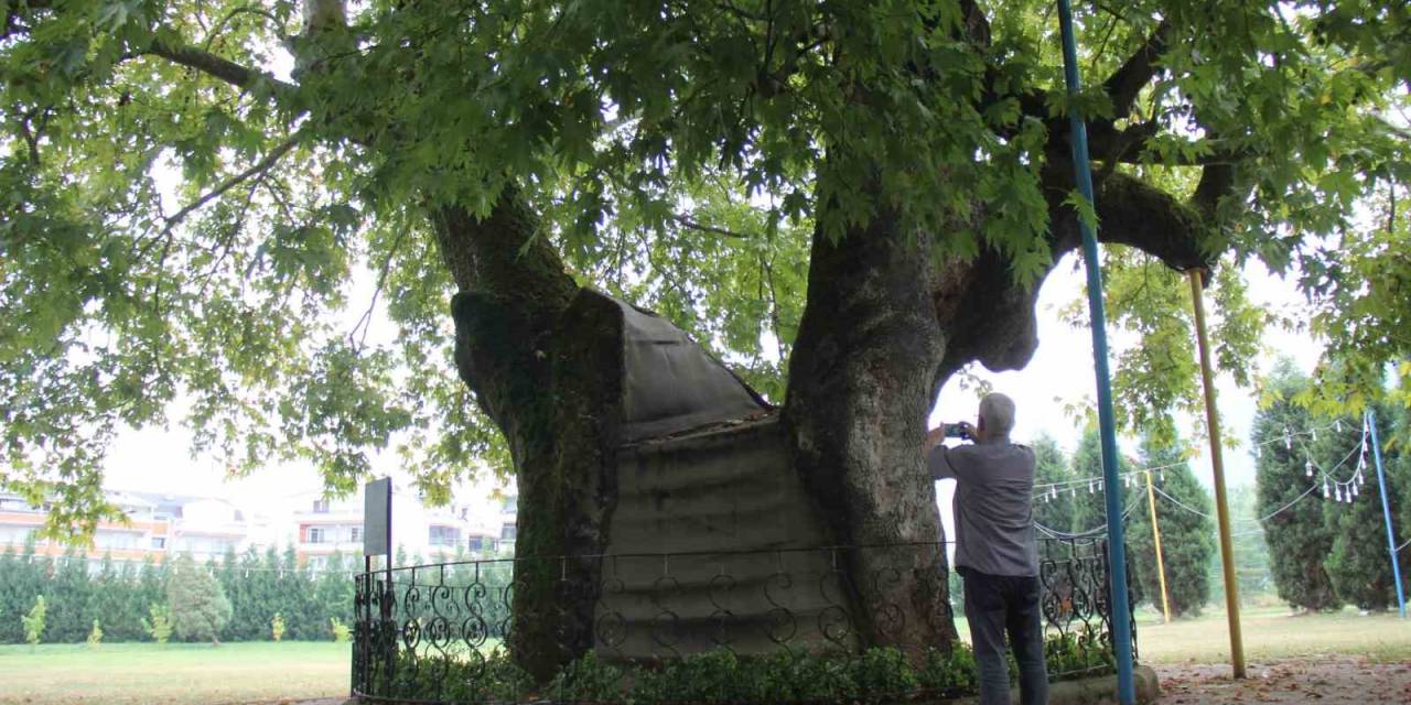 Bu Ağaç 929 Yaşında
