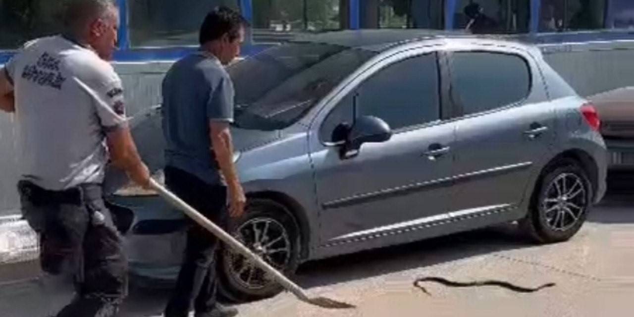 Herkes Korktu O Eliyle Yakalayıp Doğaya Bıraktı