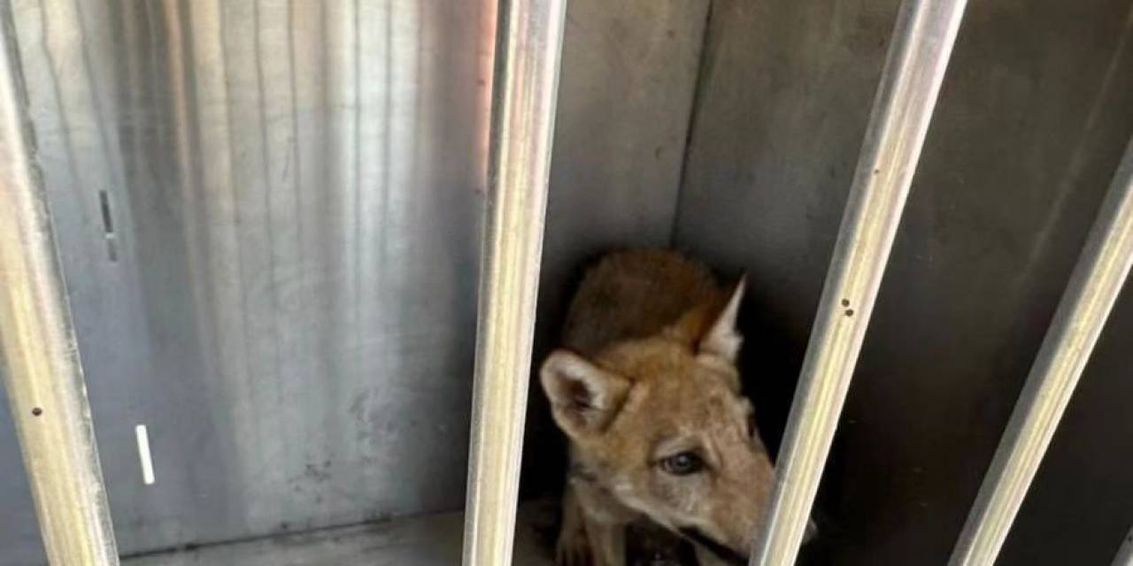 Kars’ta Satılık Kurt Paylaşımı Yapan 1 Kişiye 14 Bin Tl Para Cezası