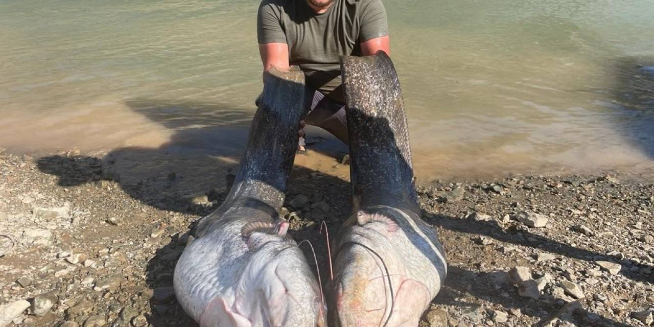 Hobi Balıkçılarından Olta İle 2 Metrelik Kedi Balığı Avı