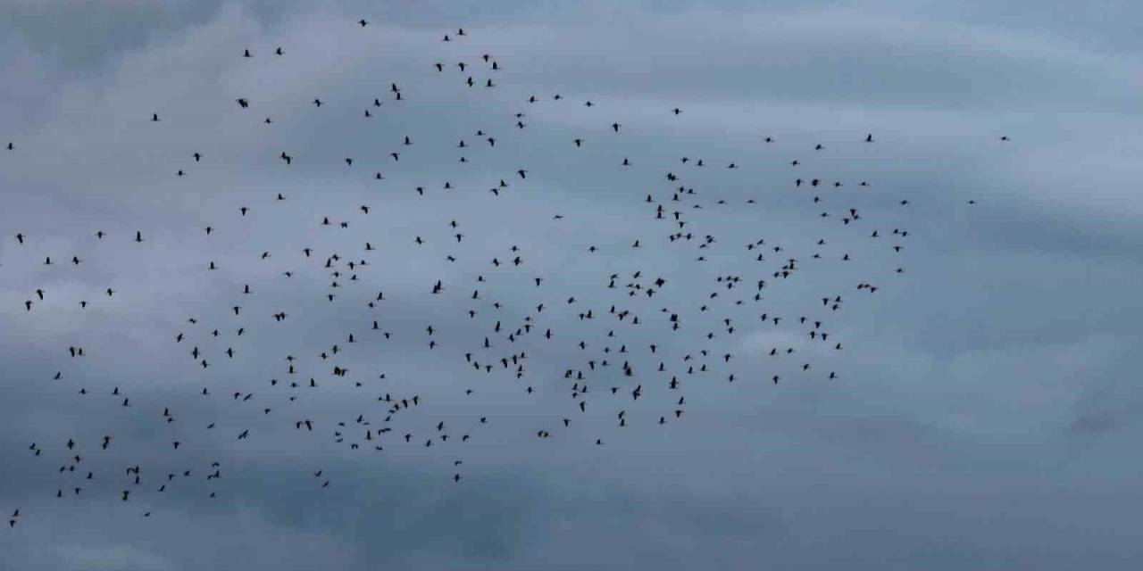 Leyleklerin İstanbul Semalarında Göç Yolculuğu Havadan Görüntülendi