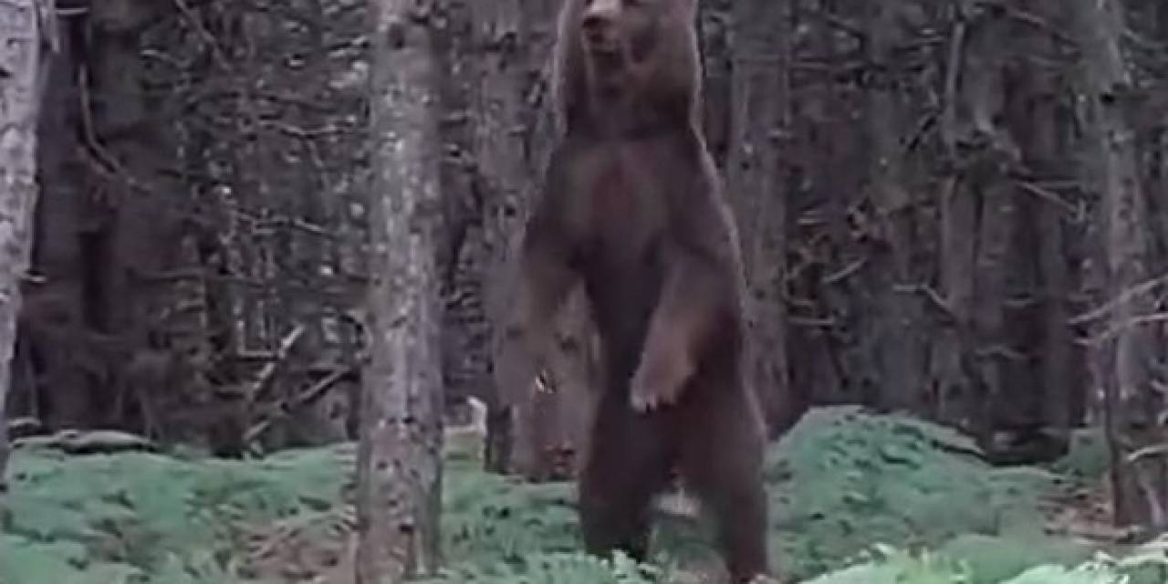 Yalova’da Ağaca Çıkan Yavru Ayılar Ve Anneleri Görüntülendi