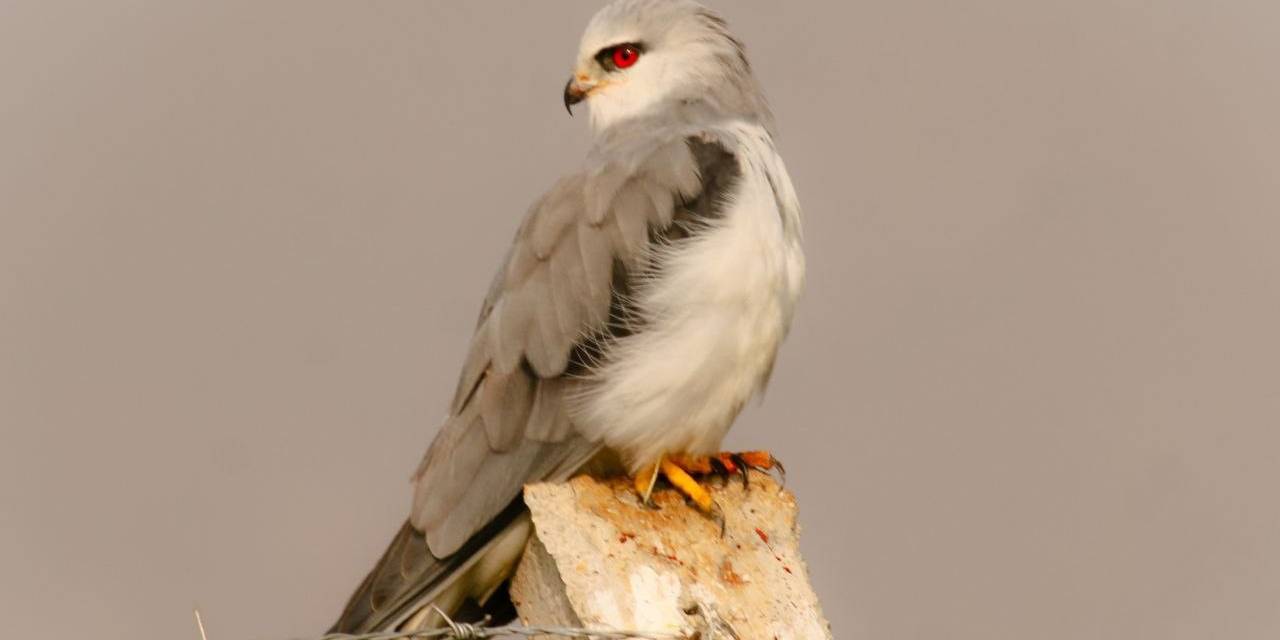 Kahramanmaraş’lı Fotoğrafçı Kuşların Dünyasını Keşfediyor