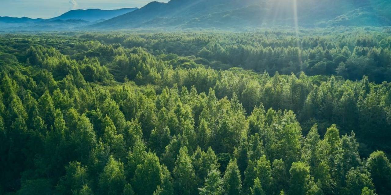 Özhan Market’ten “daha Yeşil Bir Dünya” İçin Fidan Kampanyası