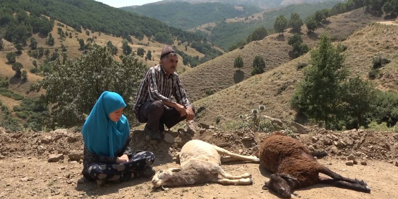 Sürüye Saldıran Kurtlar 35 Koyunu Telef Etti, 45’ini Yaraladı
