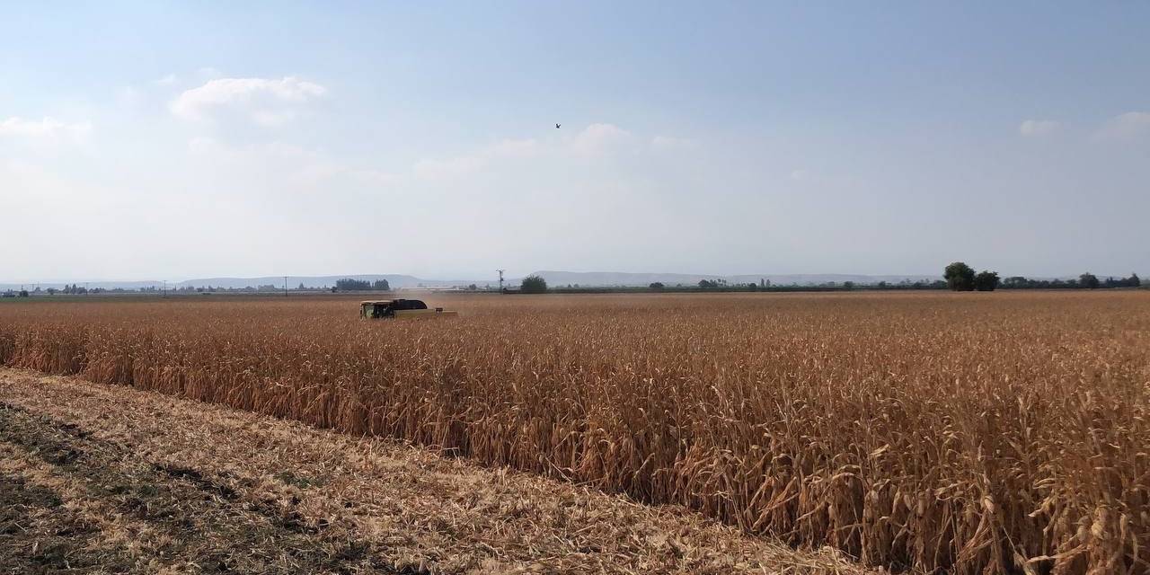Basra Sıcaklarında Zorlu Hasat Mesaisi Başladı, Mısır Yüz Güldürdü