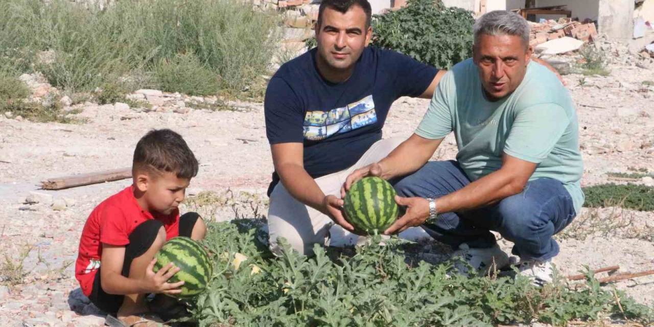 Enkazda Yetişen Kavun Ve Karpuzda Hasat Vakti