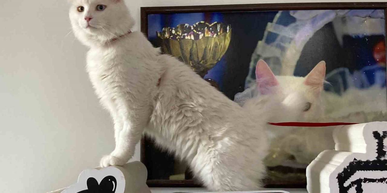 Sarayların Gözdesi Ankara Kedisi, Çok Yakında Ayasofya Camii’nde Olacak