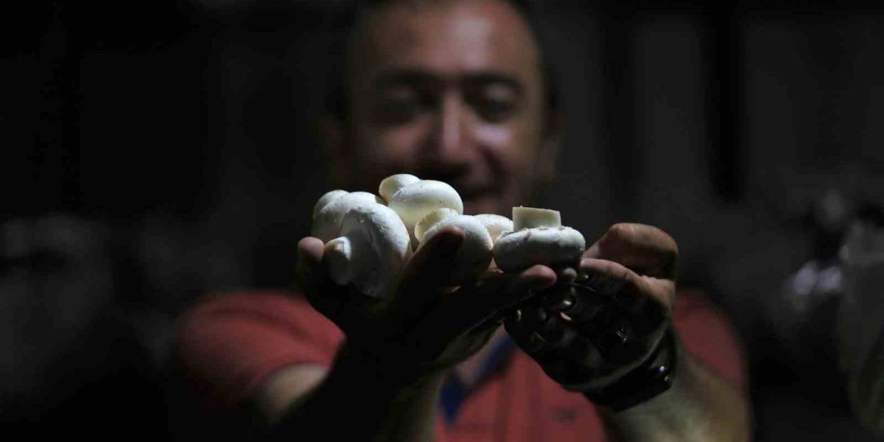 1200 Rakımda Günde 200 Kilogram Mantar Üretiyor