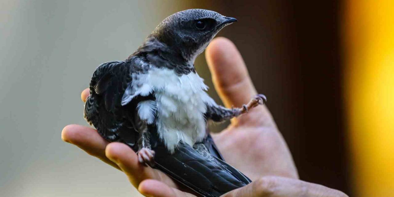 Tedavi Altında Olan Kerkenez Özgürlüğe Kanat Çırptı