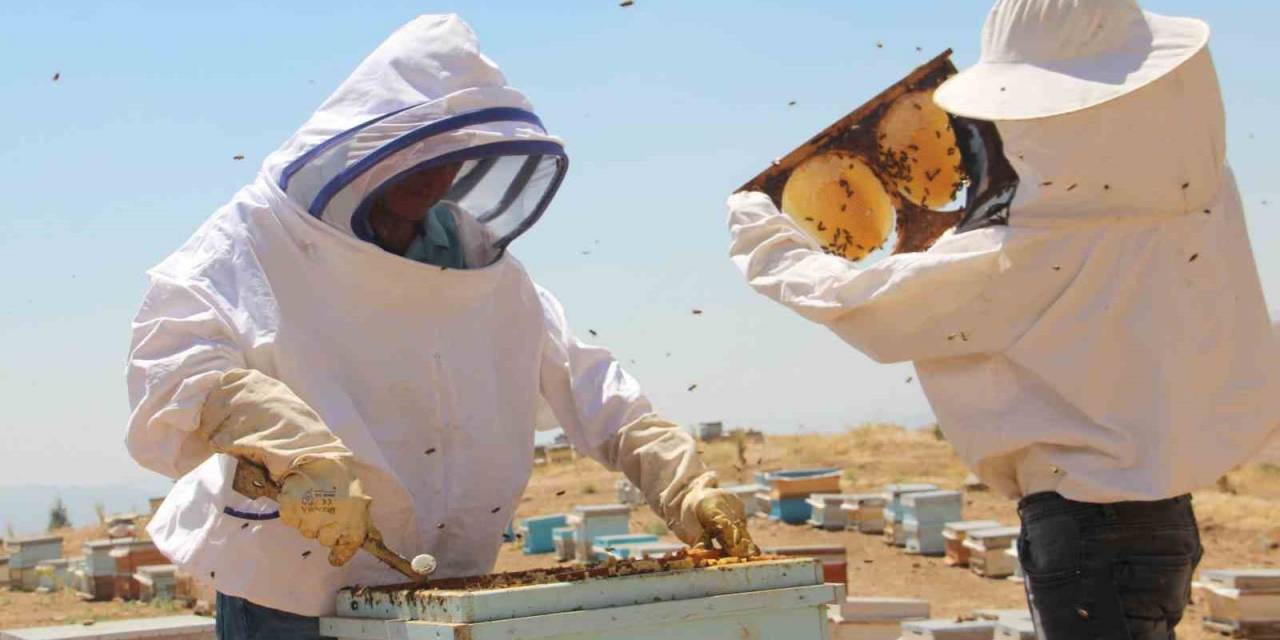 Erzincanlı Arıcıların “tatlı” Hasat Telaşı Sürüyor