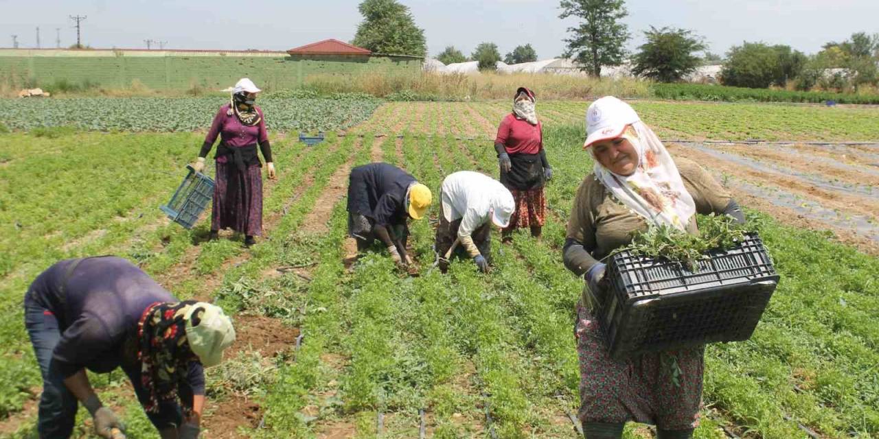 Edirne’de Ev Hanımları Tarlalarda Rızıklarını Çıkarıyor
