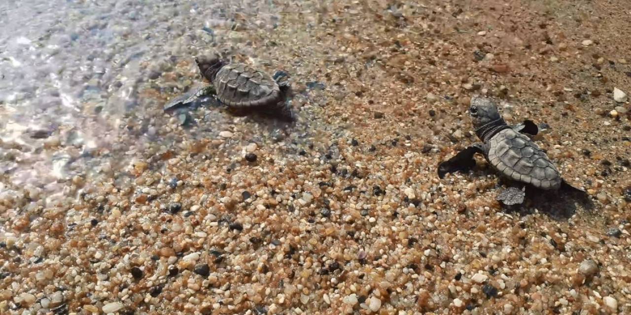 Caretta Carettalar Aydın’ı Sevdi