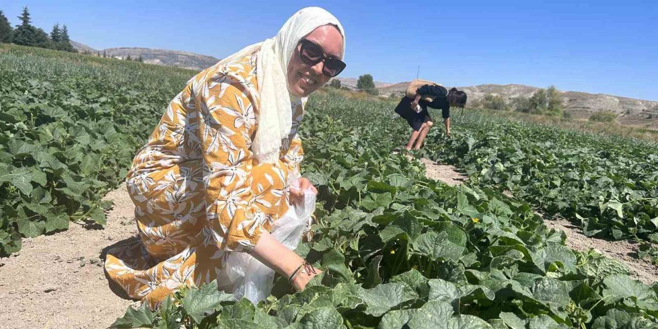 Bu Tarlaya Gelen İstediğini Seçer