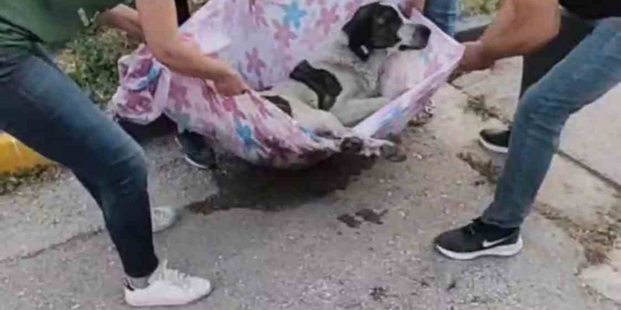 Arka Ayakları Felç Olan Köpek, Hayvanseverler Tarafından Ayağa Kaldırıldı