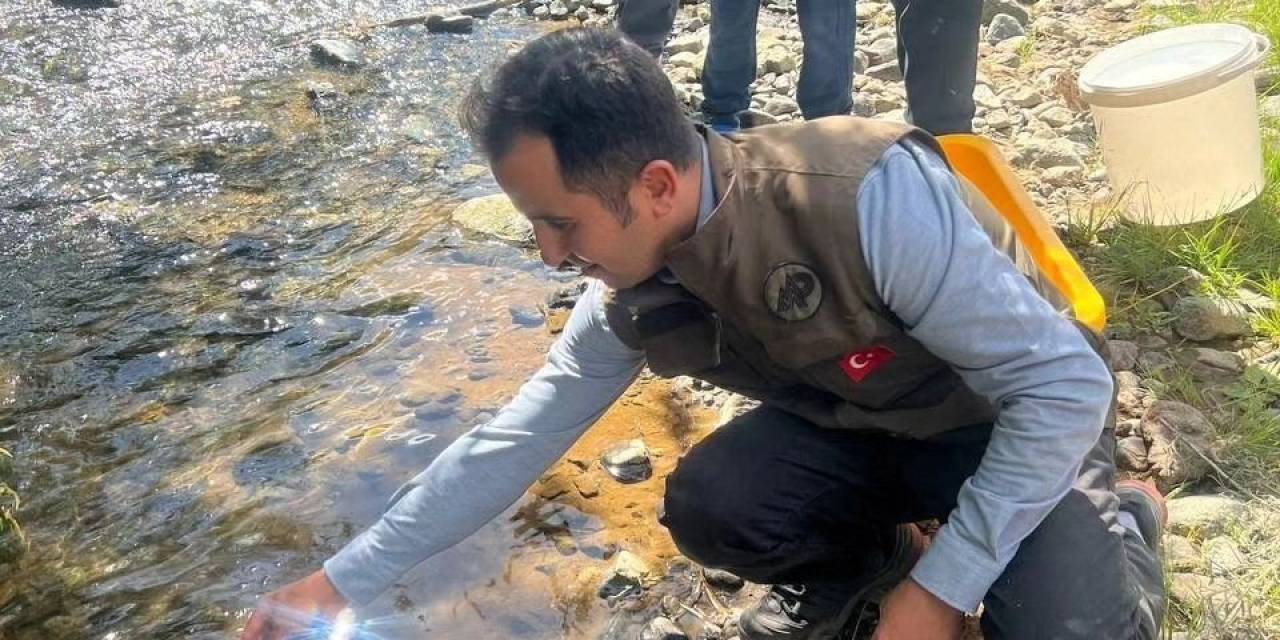 Kars’ta Derelere Alabalık Bırakıldı