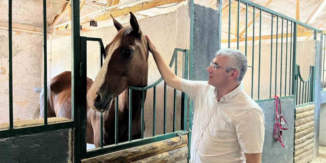 Türk Kültürünün Sembollerinden Atlara Yoğun İlgi