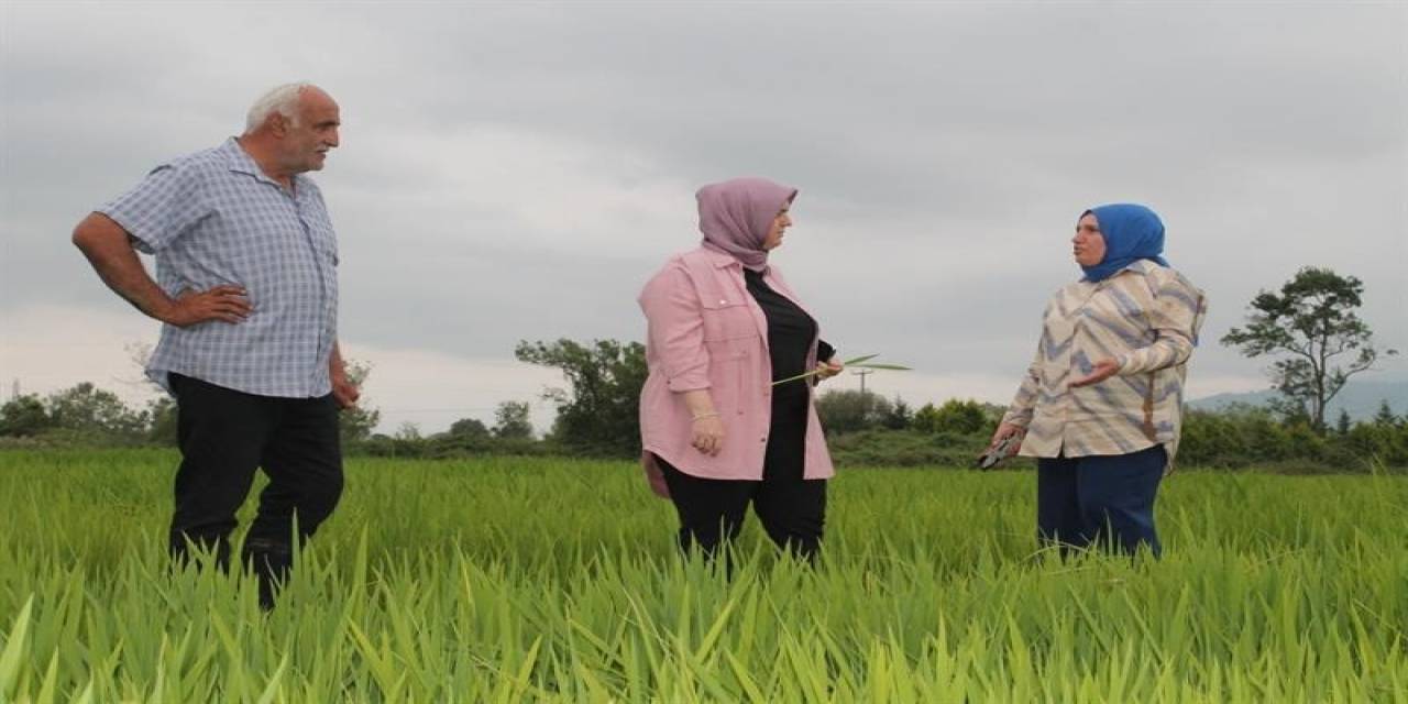 Konuralp Pirincini Tarlada İnceledi