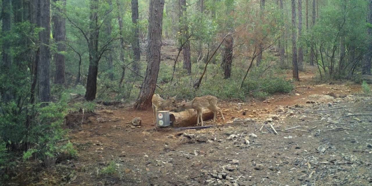 Tarım Ve Orman Bakanlığı Susuz Kalan Yaban Hayvanlarına Can Oluyor