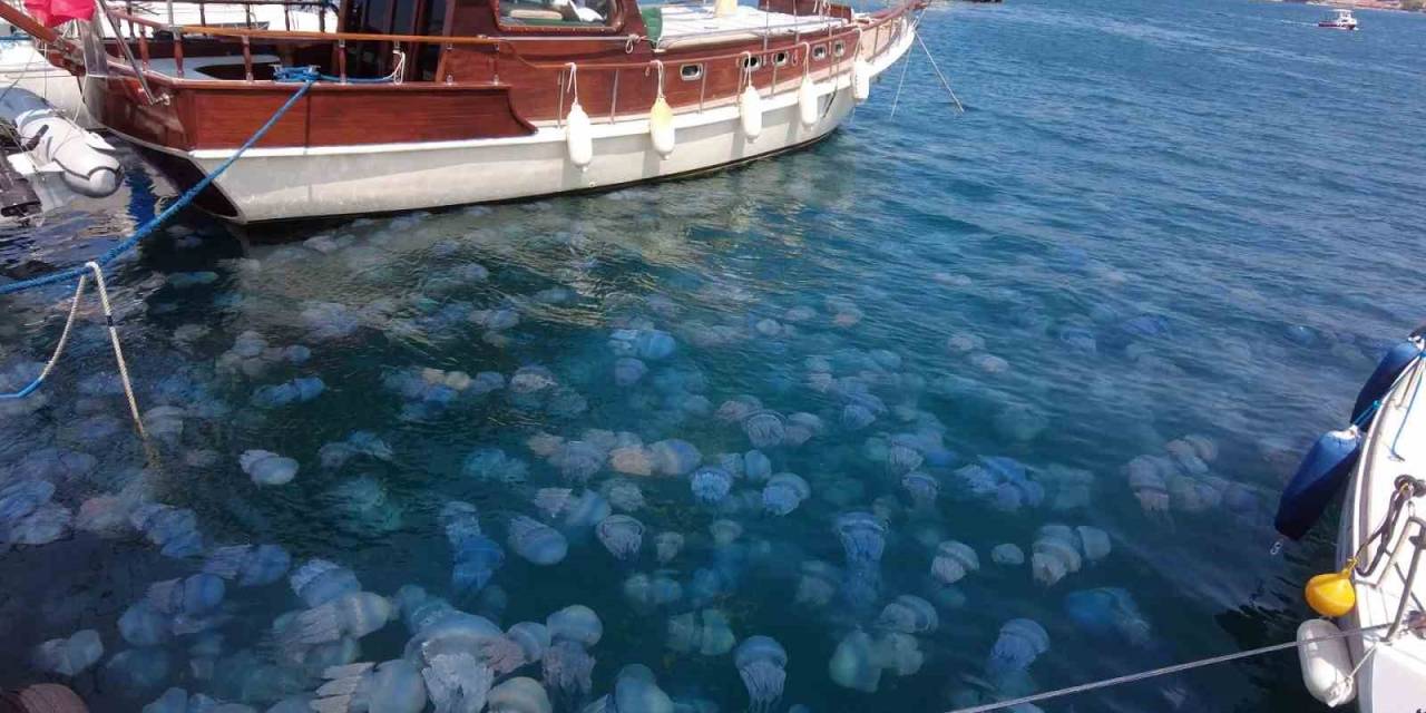 İzmir Foça’da Denizanası İstilası