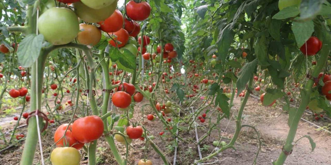 Erzincan’da 600 Dekarlık Sera İşletmesinde Üretilen Domates, Çevre İllere Pazarlanıyor