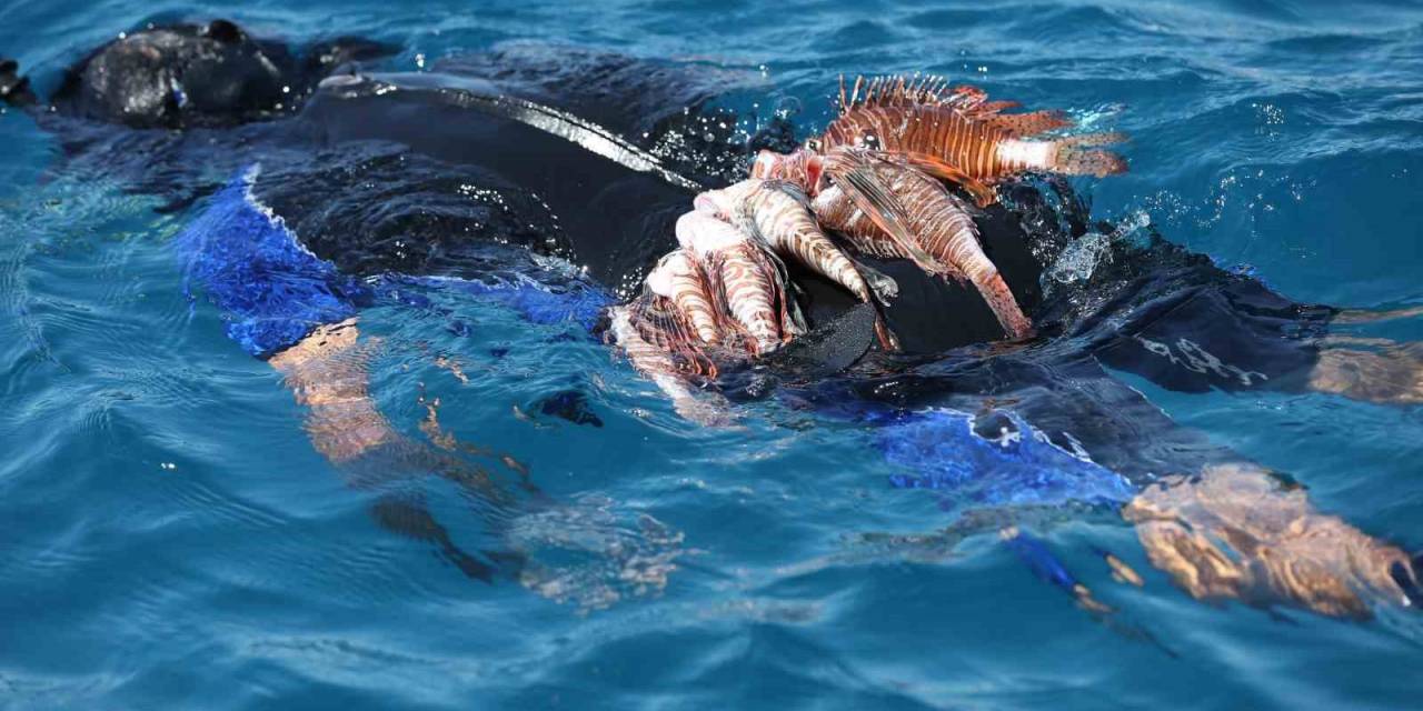 Antalya’da Aslan Balığı Avlama Yarışması Düzenlendi