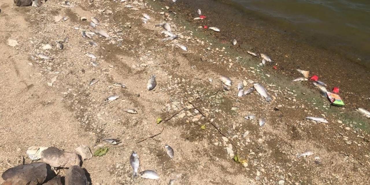 Boğazköy Baraj Gölünde Ölen Balıklar Karaya Vurdu