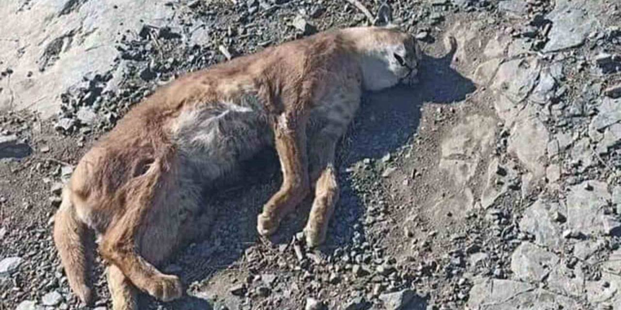 Kavaklıdere’de ‘orman’ın Hayalet Kedisi’ Karakulak Ölü Bulundu