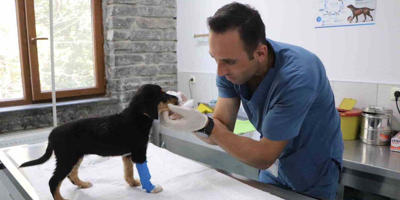 Bu Merkezde 20 Bin Sokak Hayvanı Kısırlaştırıldı