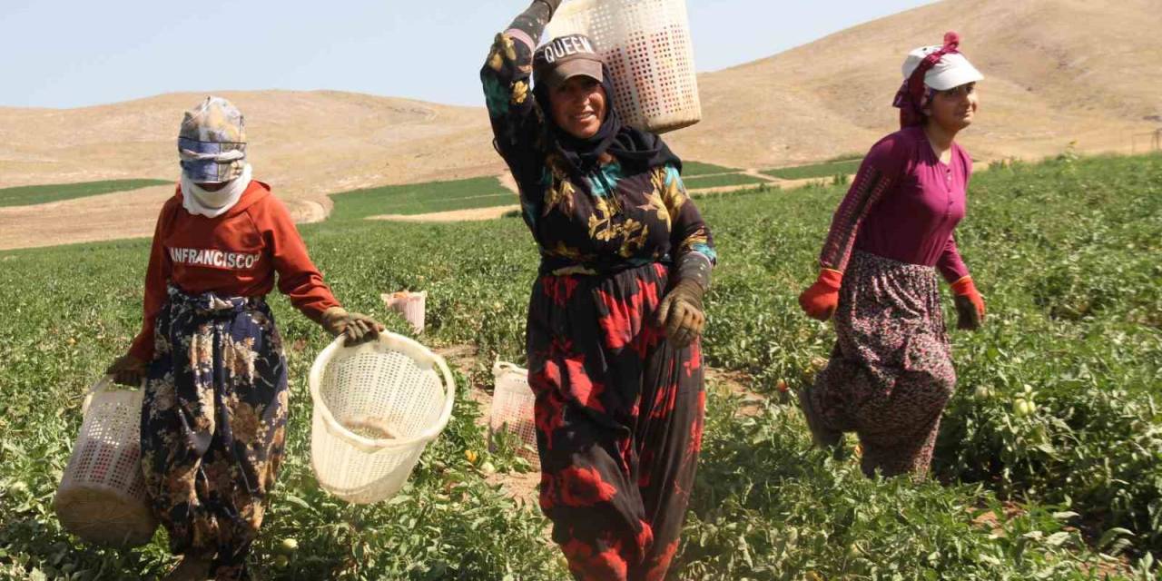 Kavurucu Sıcak Altında Tarlada Ekmek Mücadelesi