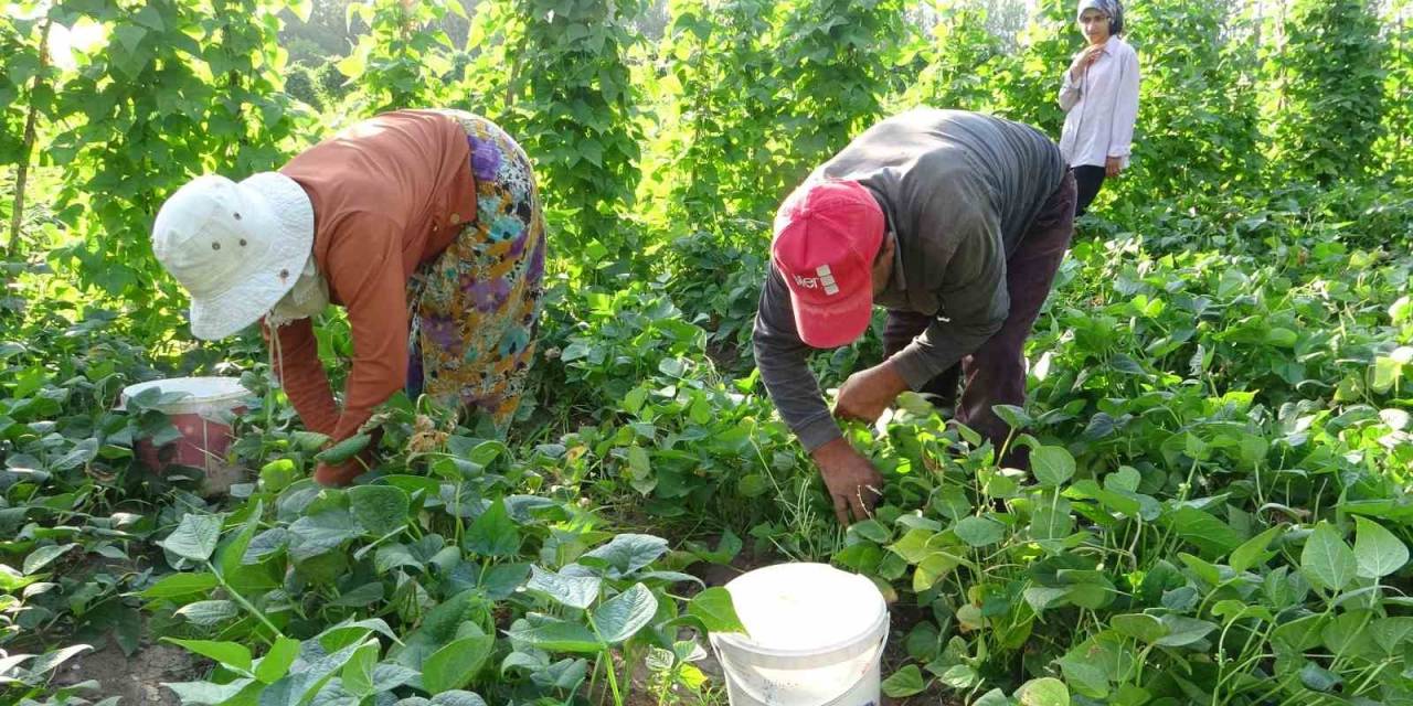 Kuraklık Gevaş Fasulyesini Vurdu