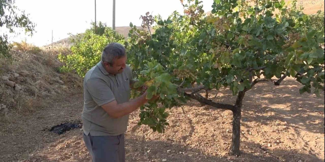 Dolu Ve Aşırı Sıcaklar Siirt Fıstığını Etkiledi, Rekoltede Düşüş Bekleniyor
