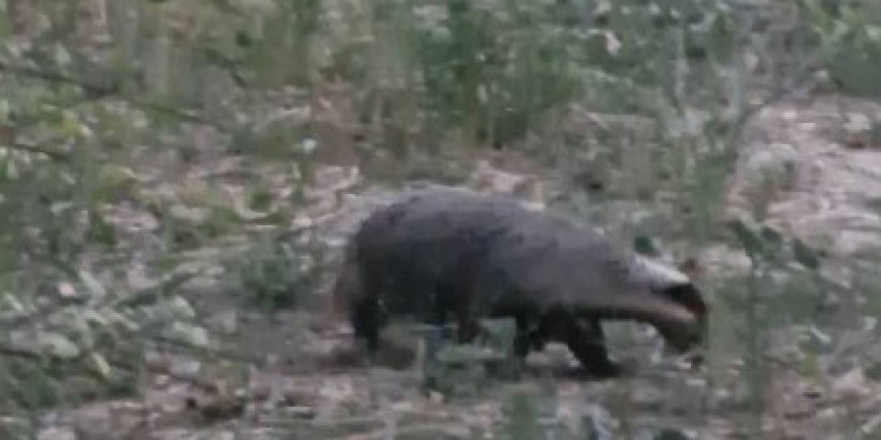 Muğla’da Kırmızı Listedeki Porsuk Görüntülendi