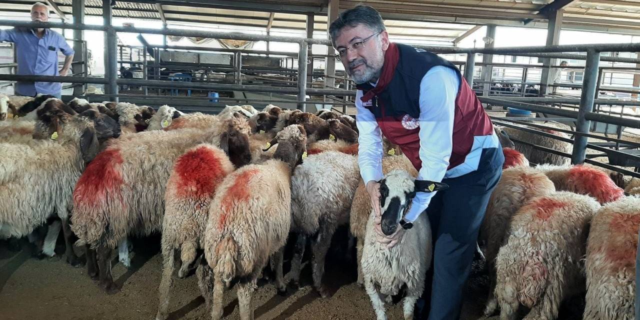 Bakan Yumaklı Depremzedelere Küçükbaş Hayvan Dağıttı