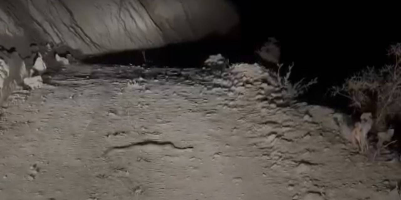 Yüksekova’da Engerek Yılanı Görüntülendi